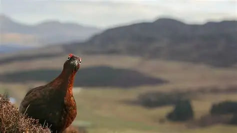 The Glorious 12th: Britain's Most Celebrated Shooting Day