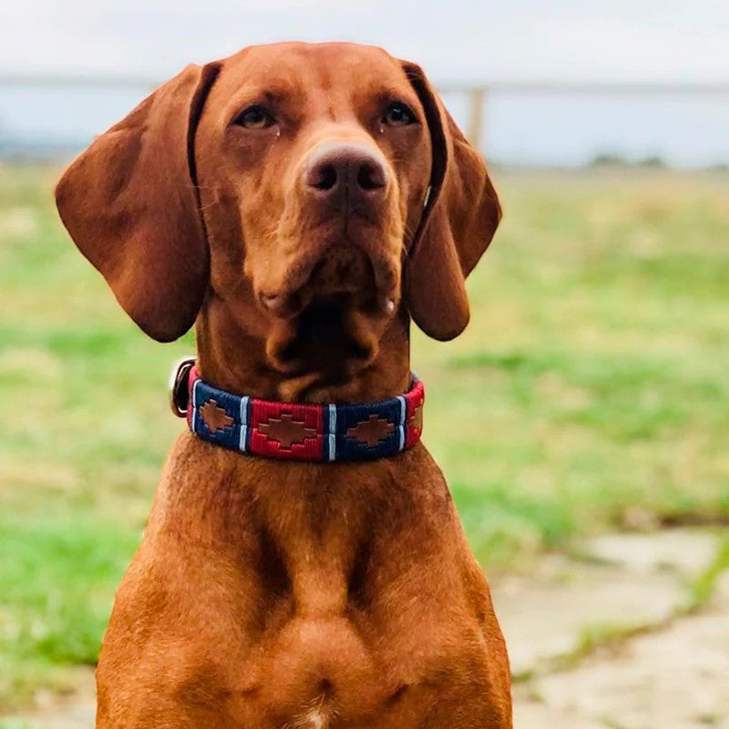 Brown dog wearing a colorful collar in an outdoor setting