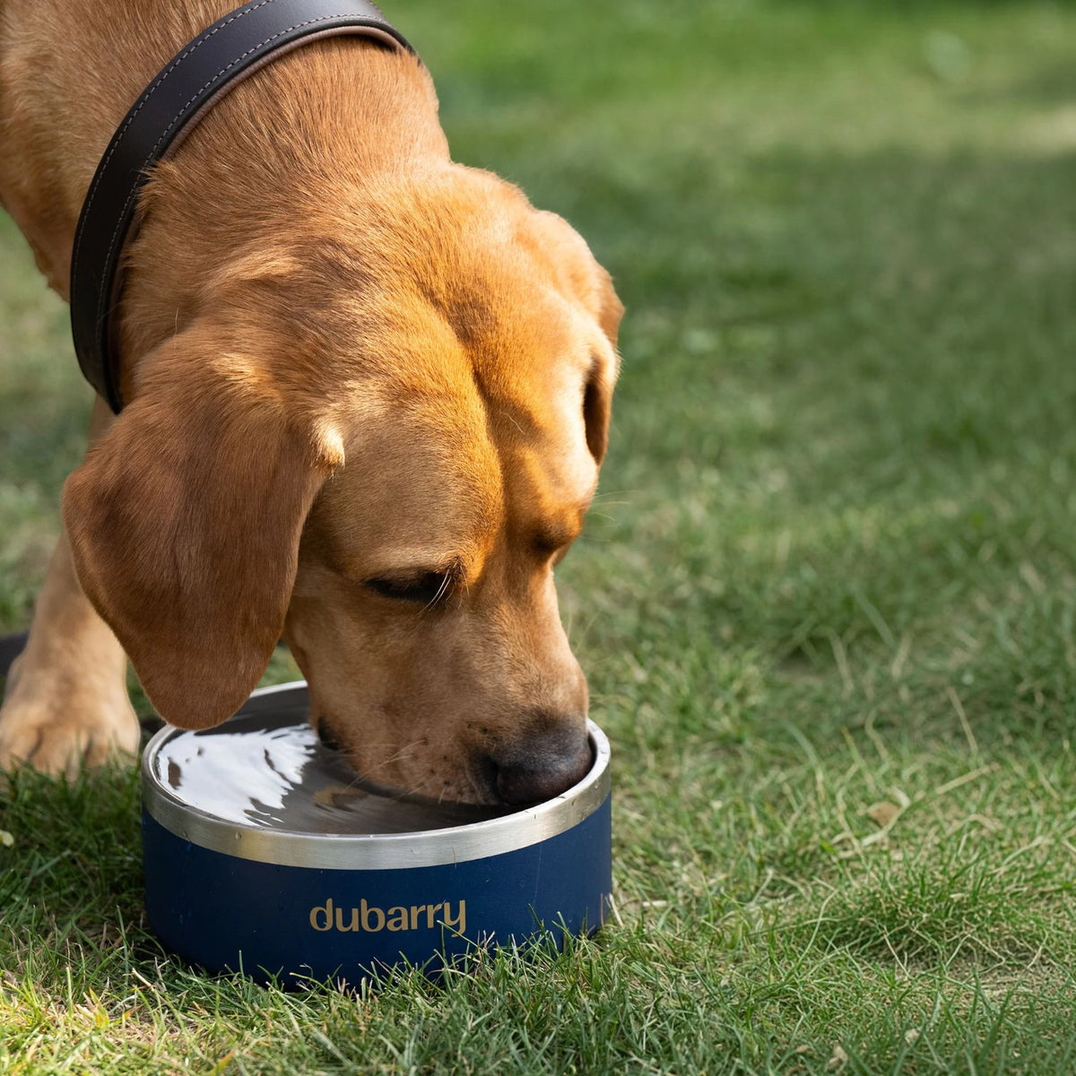 Dubarry Archie Dog Bowl Navy
