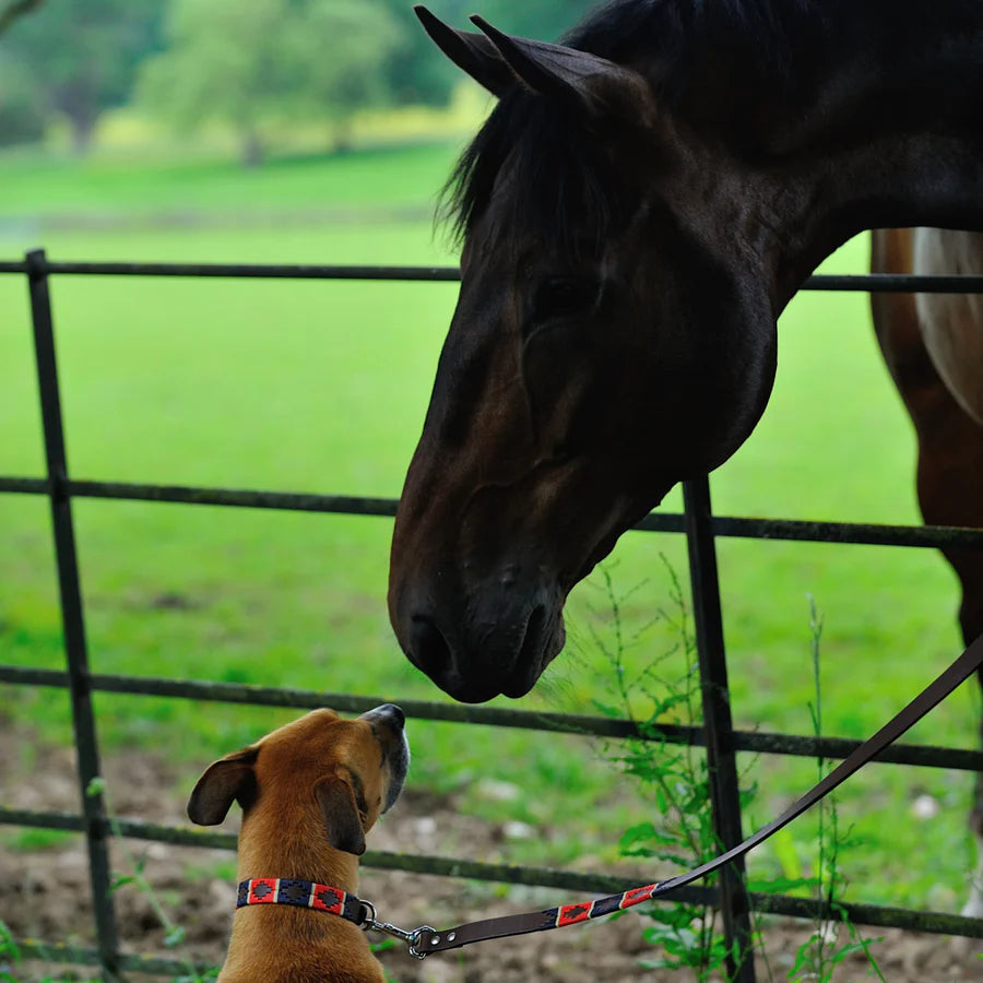 Pioneros Dog Collar - 733 Red/Navy/Cream Stripe