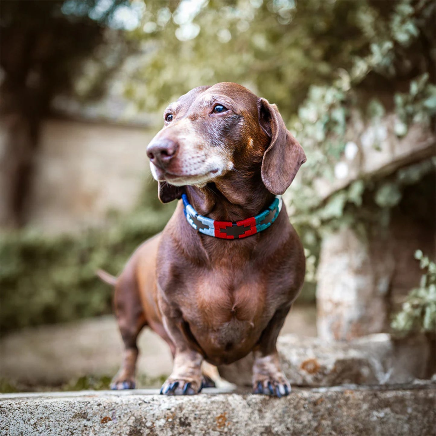 Brown dachshund wearing a colorful collar standing on a stone surface with trees in the background