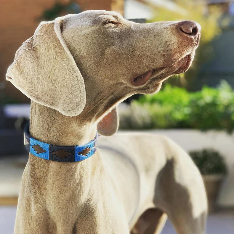Dog wearing a blue collar with a blurred outdoor background