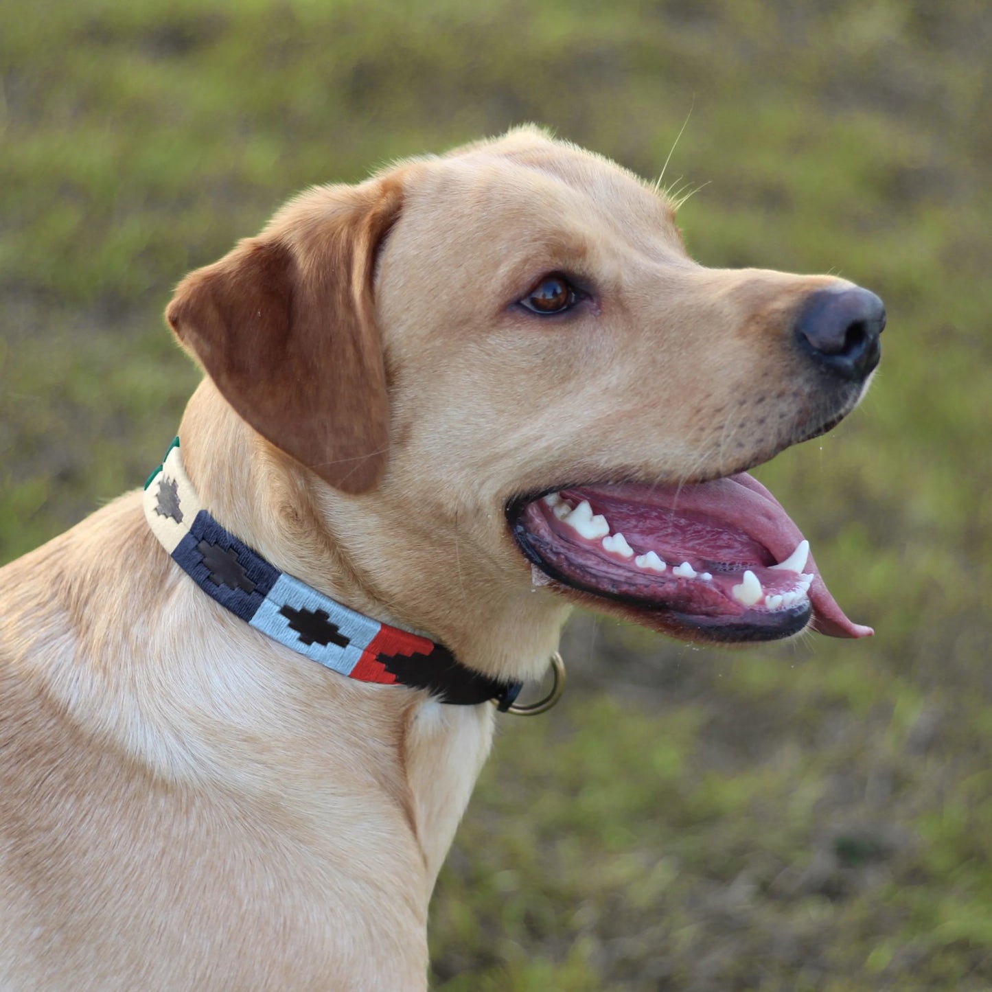 Dog wearing a colorful collar with a blurred natural background